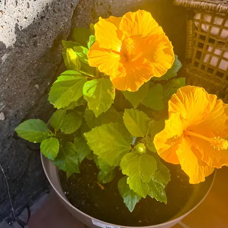 Mirador De Afre بلايا بلانكا