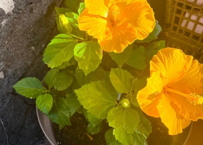 Mirador De Afre بلايا بلانكا